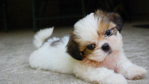 cute-shihtzu-puppy