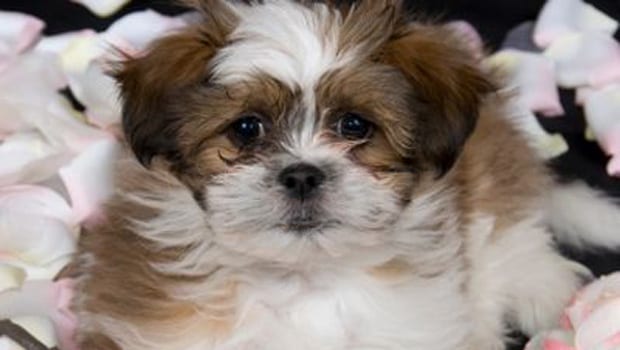 shih tzu article2