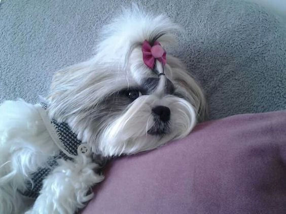 Weight gain/loss - Shih Tzu Aging Signs