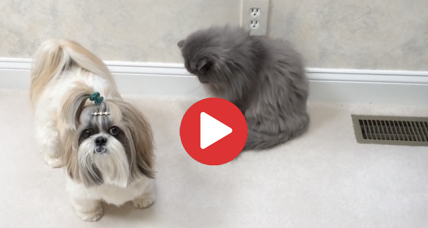 shih tzu and cat