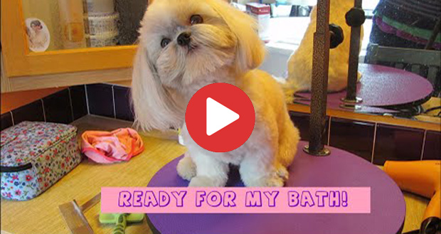 how to properly bathe a shih tzu
