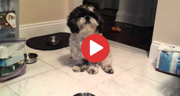 hungry shih tzu throws a tantrum