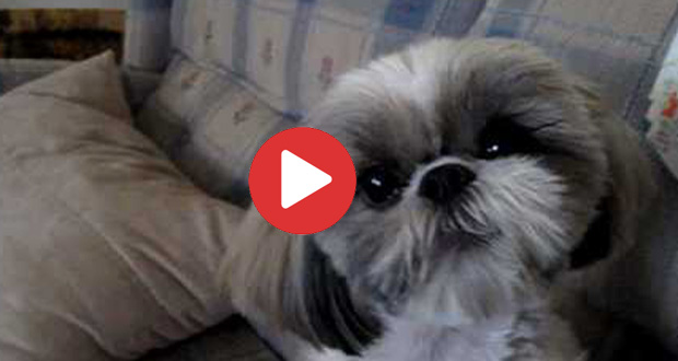 singing Shih Tzu