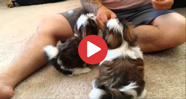 shih tzu obedience training