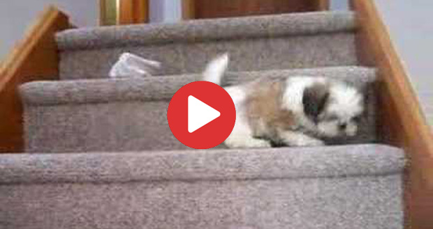 shih tzu climbing stairs