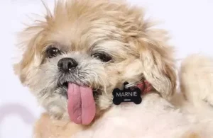 @marinethedog (1)