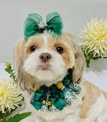 @remytheshihtzu (1)