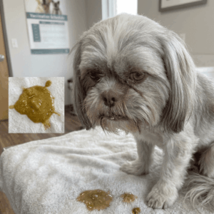 Diarrhea and vomiting (1)
