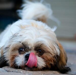 Constantly licking paws