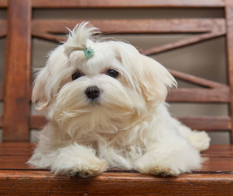 Malshi-breed-2