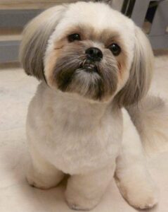Cute Puppy Cut