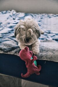 Shih-Tzu-Emotional-Stress-1-hihTzuEmotionalStressCausesSymptomsandPrevention
