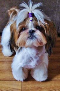 dog photo
